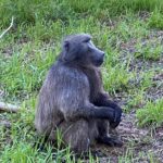 Cape SPCA proposes Kataza the baboon be relocated to Limpopo