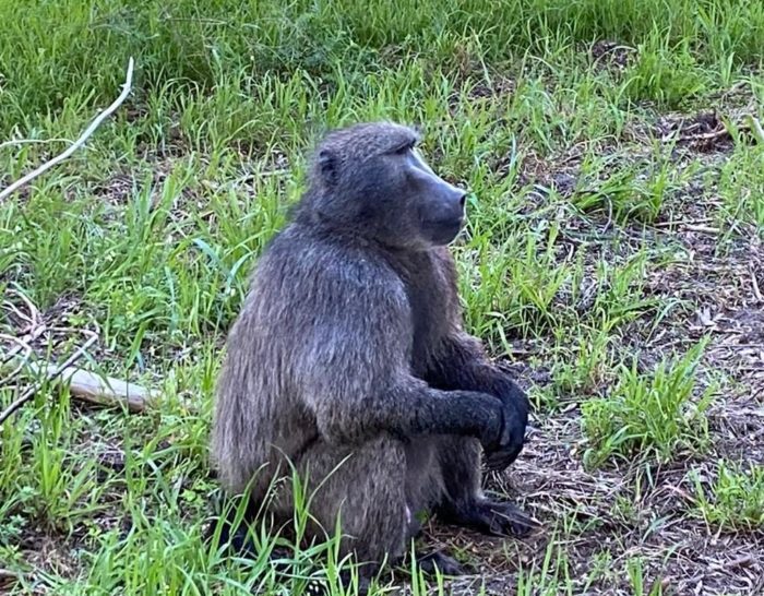 Cape SPCA proposes Kataza the baboon be relocated to Limpopo