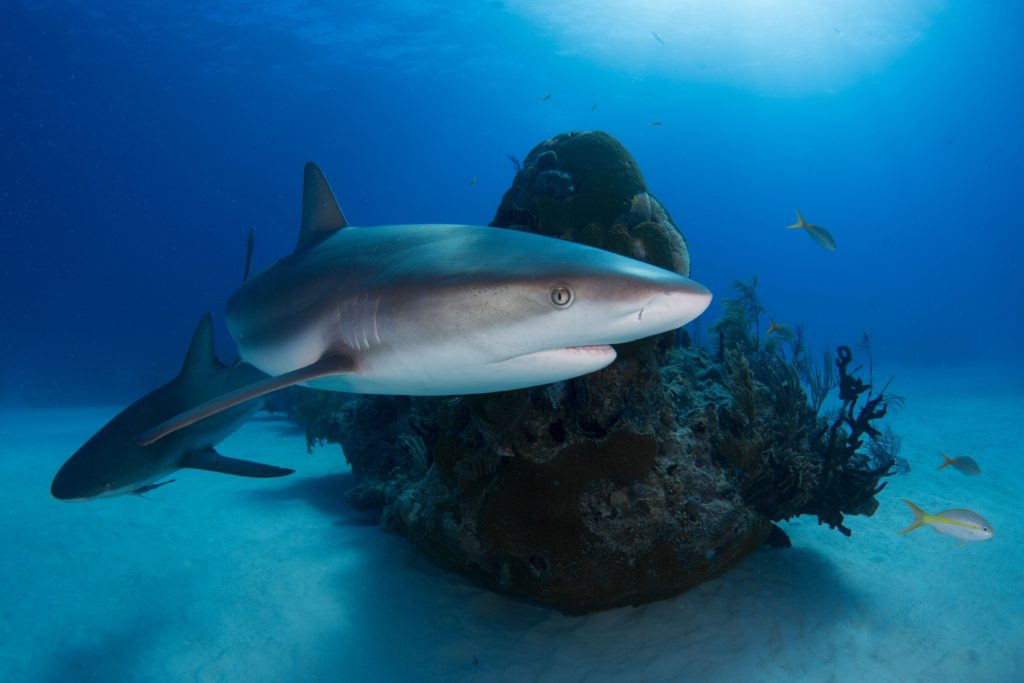 Sharktober at the Two Oceans Aquarium