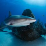 Sharktober at the Two Oceans Aquarium