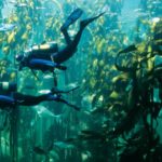 Scuba diving is back at Two Oceans Aquarium