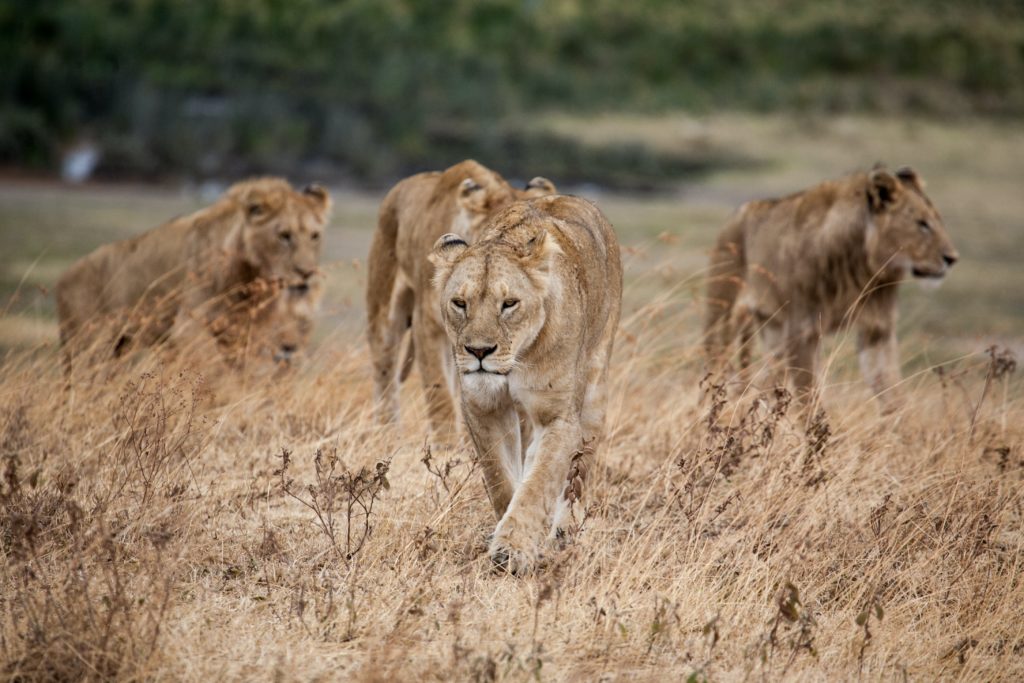 SANparks says pride of lions put down posed a severe threat