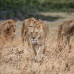 SANparks says pride of lions put down posed a severe threat