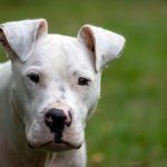 SPCA offers R15k reward for information on dog fighting