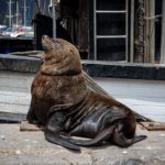 Public reminded to not feed seals this summer