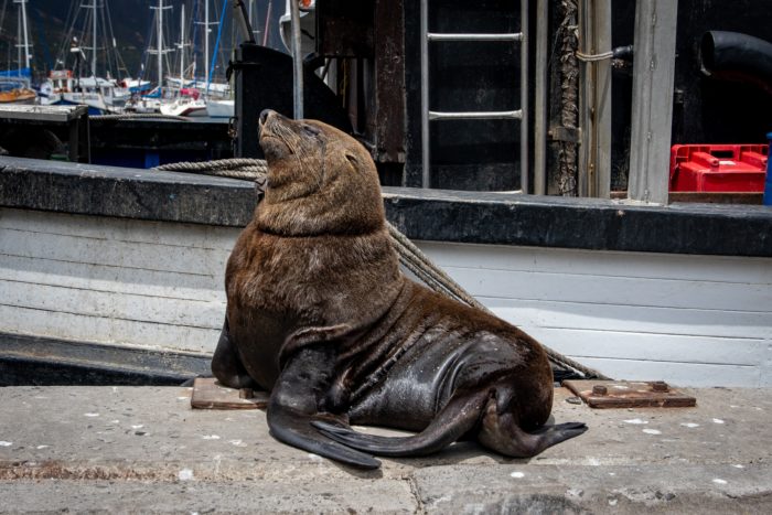 Public reminded to not feed seals this summer