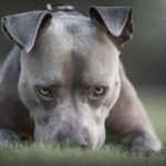 Three-year-old mauled to death by pit bull