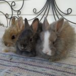 Noordhoek Bunny Rescue launches adoption centre