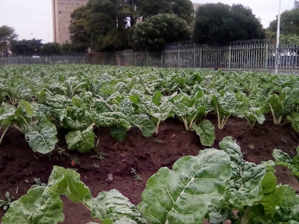 Homeless in Durban start garden, partner with supermarket to sell produce