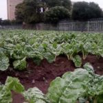 Homeless in Durban start garden, partner with supermarket to sell produce