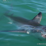 Another great white spotted in Gansbaai