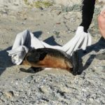 Concern raised over dead or injured seal pups spotted on Cape beaches