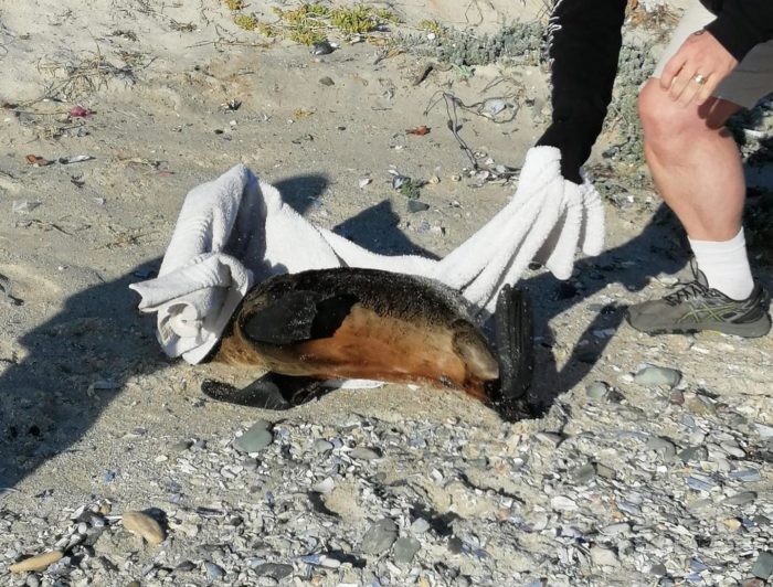 Concern raised over dead or injured seal pups spotted on Cape beaches