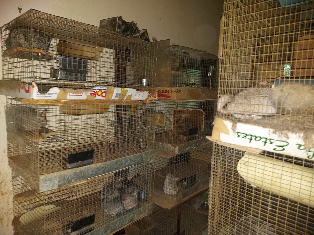 SPCA seizes hundreds of exotic animals from "house of horrors"