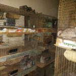 SPCA seizes hundreds of exotic animals from "house of horrors"