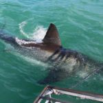 First Great White Shark spotted in Gansbaai since lockdown