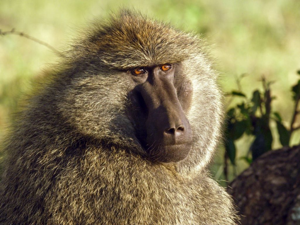 Threats, intimidation of officials involved in Urban Baboon Programme