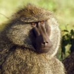 Threats, intimidation of officials involved in Urban Baboon Programme