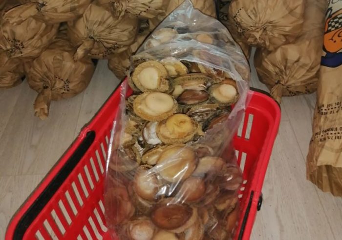 R1.9-million in abalone seized from Cape Town home