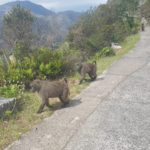 Dogwalkers urged to be cautious following an increase of baboon troops in Cecilia Forest