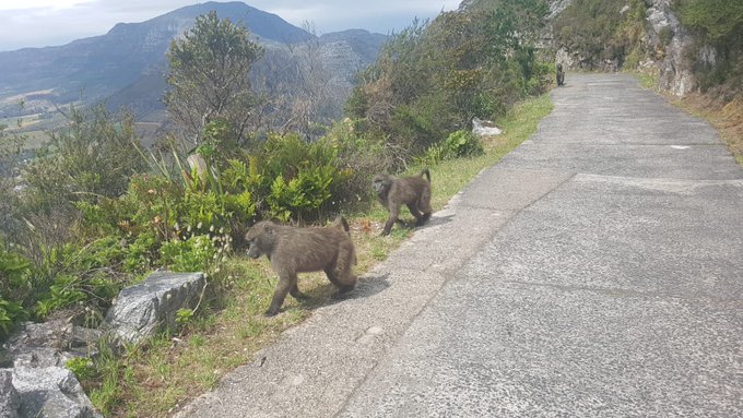 Dogwalkers urged to be cautious following an increase of baboon troops in Cecilia Forest