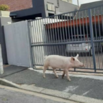 Pig found roaming streets of Strand