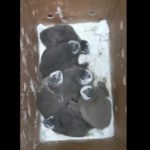 SANCCOB appeals for donations to feed abandoned African penguin chicks