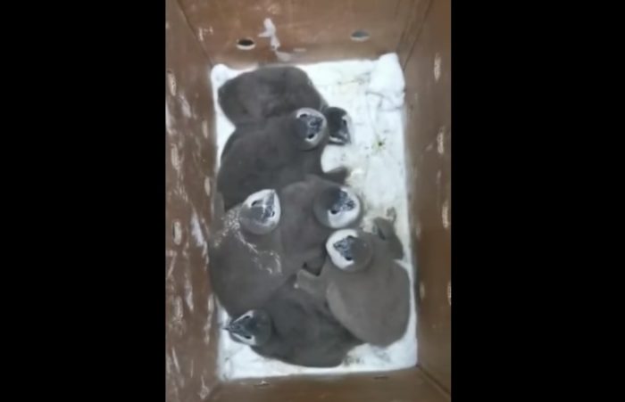 SANCCOB appeals for donations to feed abandoned African penguin chicks