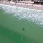 Bronze whaler shark spotted at Muizenberg beach