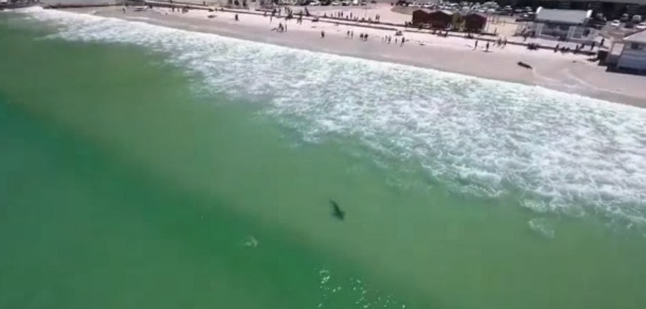 Bronze whaler shark spotted at Muizenberg beach