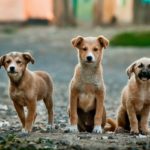 The Netherlands becomes only country to have 0 stray dogs