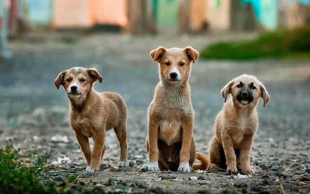 The Netherlands becomes only country to have 0 stray dogs