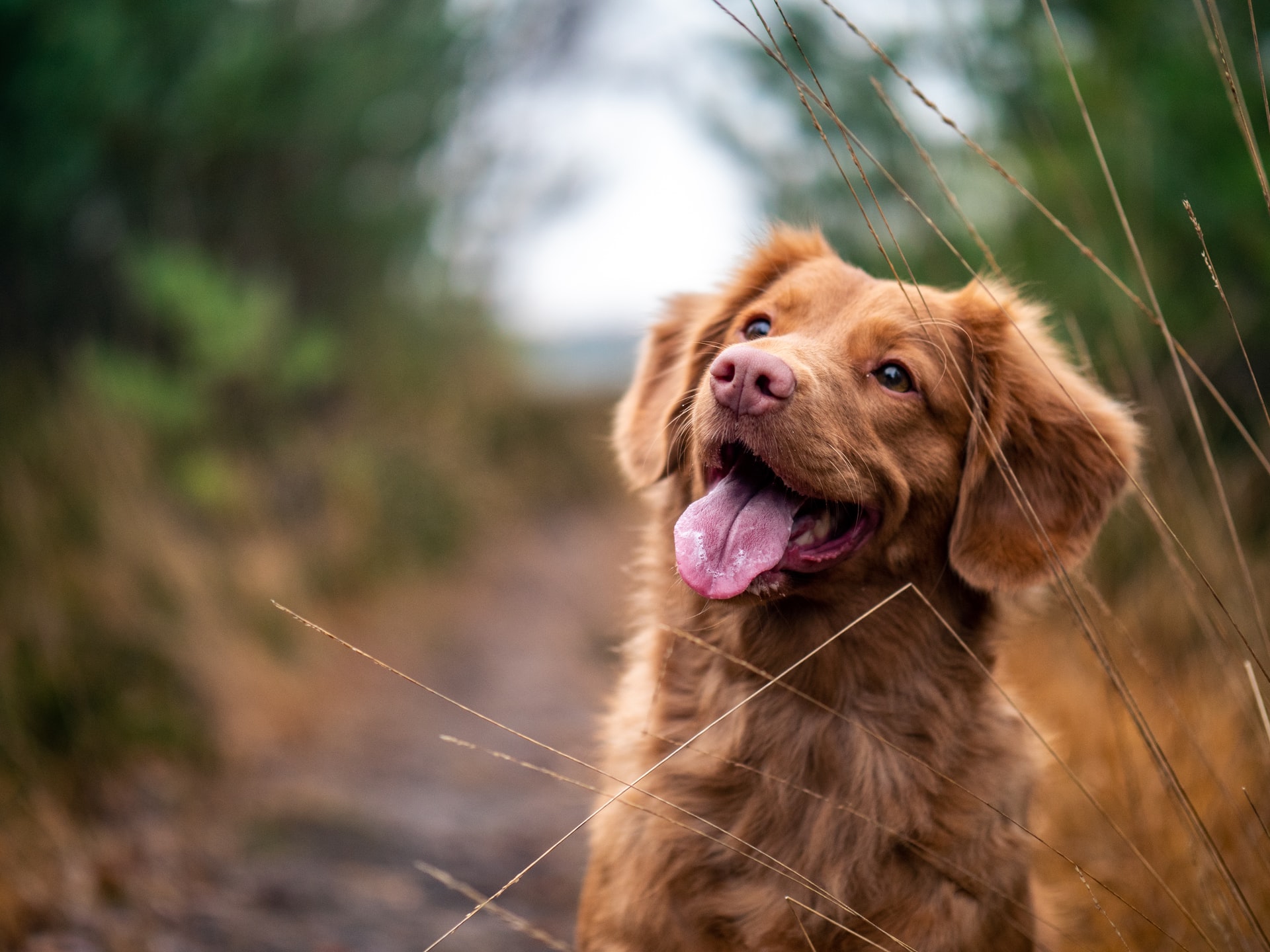 New maths reconsiders dog-to-human age