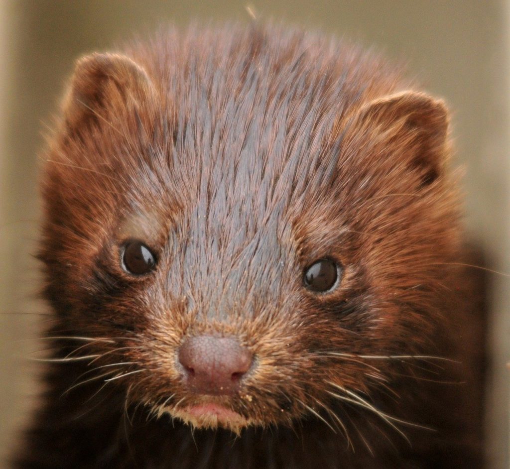 Denmark pauses plans for mass mink cull