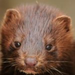 Denmark pauses plans for mass mink cull