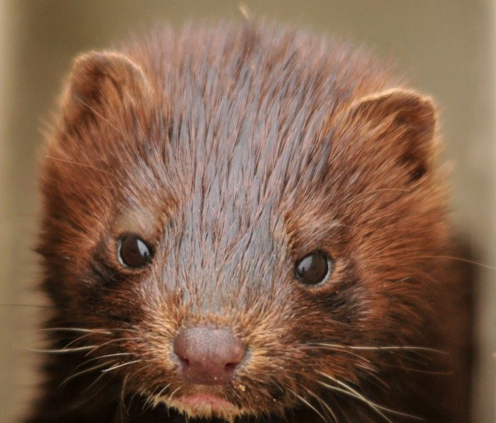 Denmark pauses plans for mass mink cull