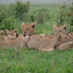 Minister Creecy vetoes proposal to commercialise lion meat trade