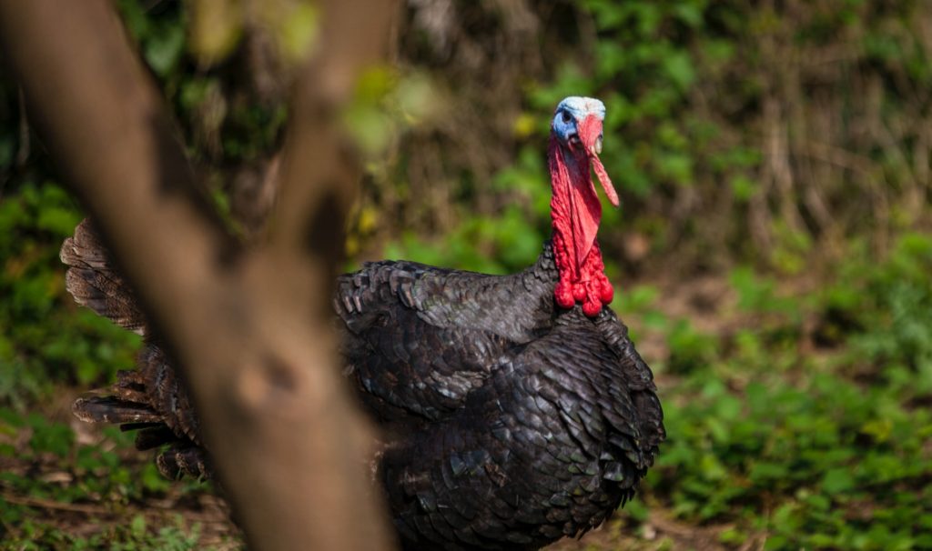 More than 10,000 turkeys to be killed due to bird flu