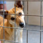 Shop to help support vulnerable animals this festive season