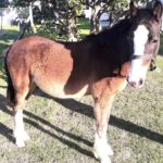 Help Winston the horse find his forever home