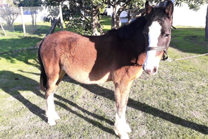 Help Winston the horse find his forever home