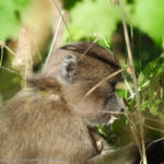 Juvenile baboon rescued from snare in Constantia mountains