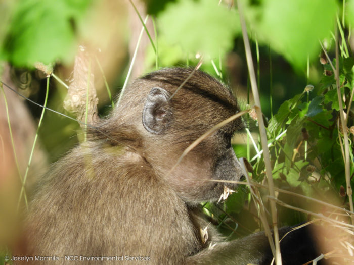 Juvenile baboon rescued from snare in Constantia mountains