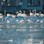 Flamingos enjoy a dip in Milnerton Lagoon