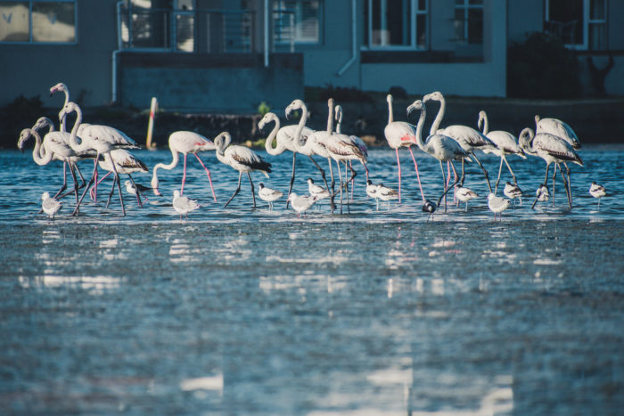 Flamingos enjoy a dip in Milnerton Lagoon