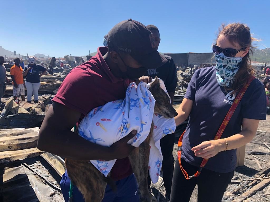 TEARS call for help to support animals after Masiphumelele fire