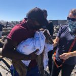 TEARS call for help to support animals after Masiphumelele fire