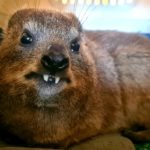 Curious Rock Hyrax finds its way into Cape Town home