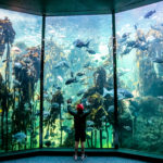 Holiday plans at the Two Oceans Aquarium – win a membership every day!