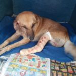 SPCA rescues three-legged dog used for fighting bait